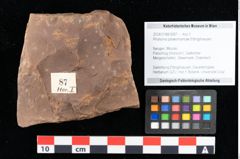 Foto (Objekt + Etikett) von Rhytisma palaeomyricae Ettingshausen (NHMW-GEO-2024-0188-0087)